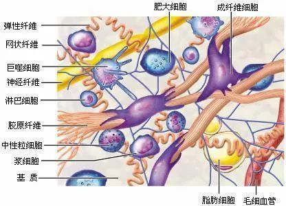 瘢痕肌成纤维细胞与瘢痕