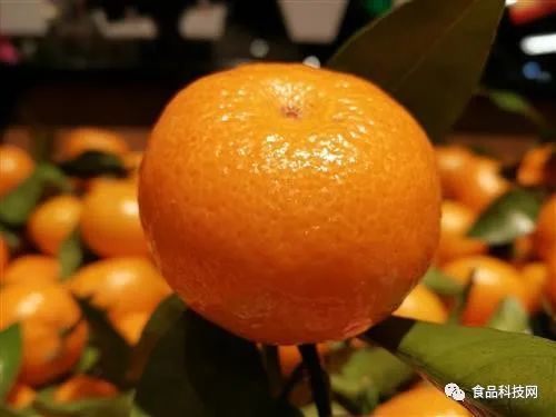 砂糖橘吃多了皮肤会变黄春节吃砂糖橘你得知道这些