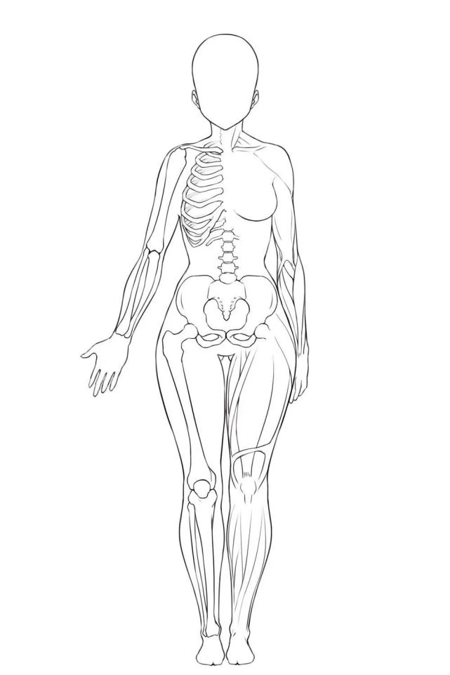 了解骨骼和肌肉的性别差异