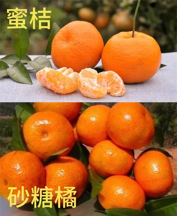 所以啊,在炫桔子之前,要搞清楚自己炫的是哪种,不然发出去闹笑话喽.