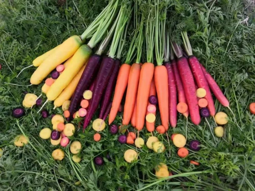 课题组选育的彩色胡萝卜品种收获.