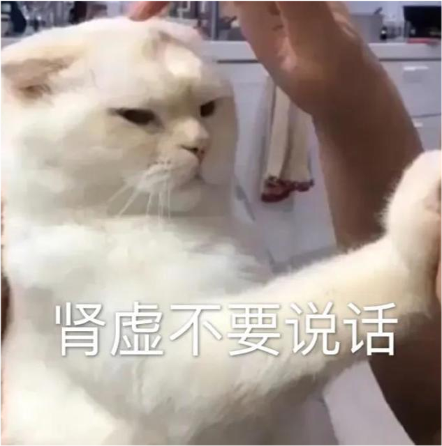 可爱猫咪表情包肾虚不要说话