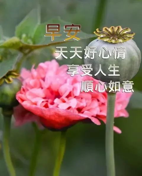 2022年春节特别漂亮的早安图片祝福语录清晨早上好祝福语问候暖心句子