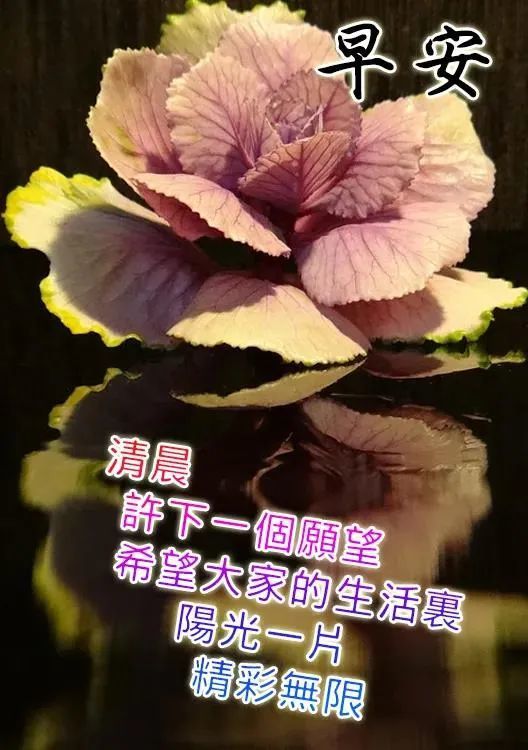 早晨清新漂亮的祝福语图片唯美带字暖心的问候语录带美图