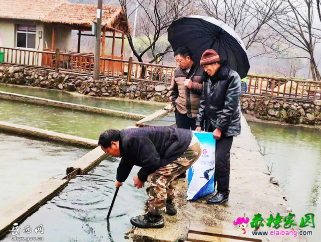 花墩村:深山"鲟"富路"游"鱼进农家