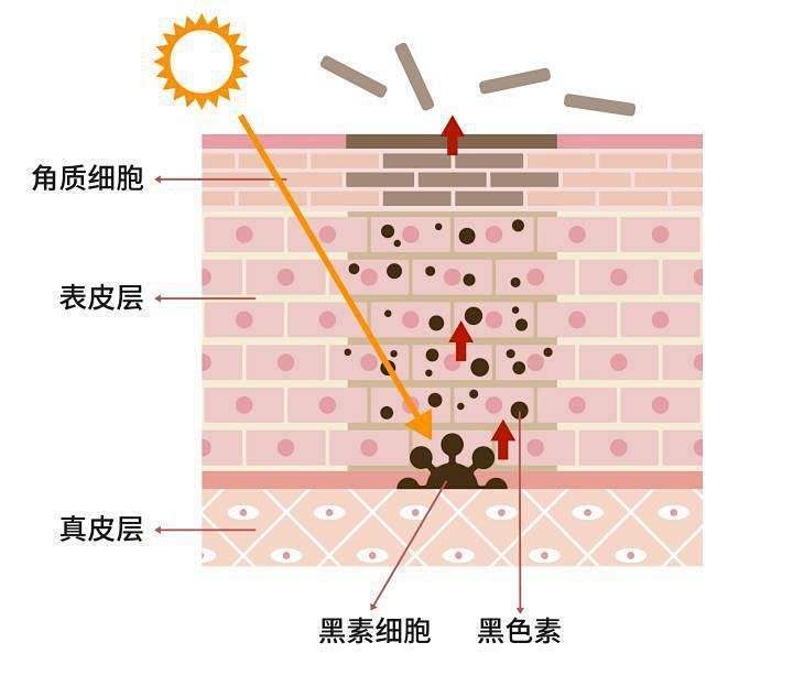 忆龄颜值说皮肤越白越好你可能对黑色素有什么误解