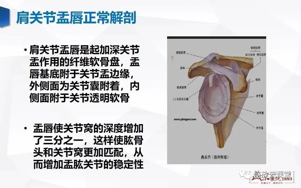 一文掌握肩关节盂唇解剖及变异