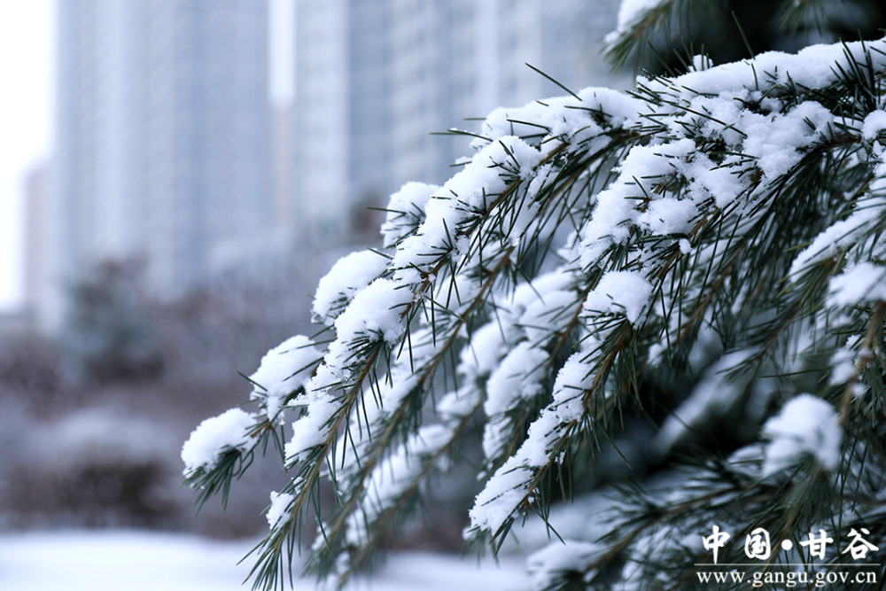 甘谷瑞雪兆丰年冀城再现银装雪景