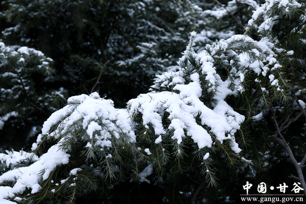 甘谷瑞雪兆丰年冀城再现银装雪景