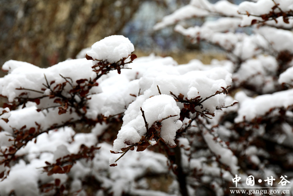 甘谷瑞雪兆丰年冀城再现银装雪景