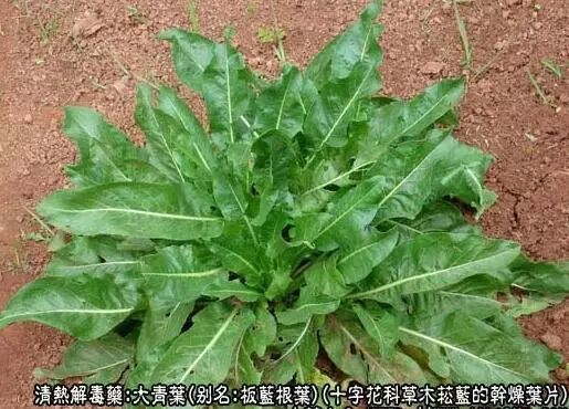 清热解毒中药材:大青叶