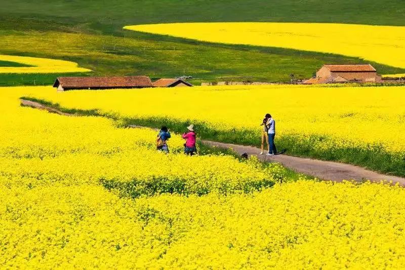 春节好去处从化吕田130000㎡油菜花海惊艳亮相遍地金黄美到霸屏更有