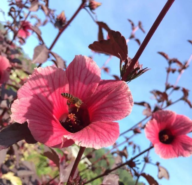 蜜蜂和红叶槿这个花序是一种叫"猪屎豆"的植物所开.
