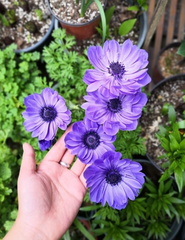 耐寒植物—银莲花,东北露养能过冬,颜值高,花期长,很值得栽培