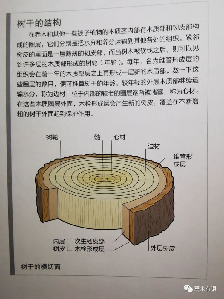 关于树干的问题似乎很复杂,我看了几个图和资料也没有把它们完全弄