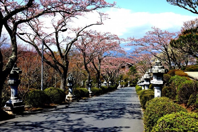 日本奈良时代(710-794年),持统天皇特别喜爱樱花,多次到奈良的吉野山