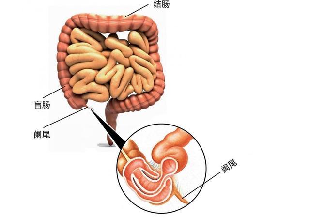 肚脐眼里连的根本不是肠子为什么不能乱抠肚脐眼终于搞明白了