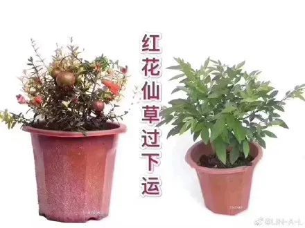以及,为什么红花仙草是你们心目中的洗澡神器,考