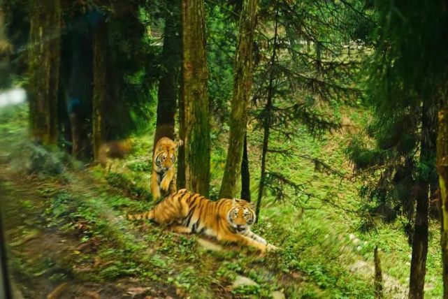 老虎只生活在森林里吗有声百科