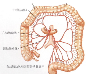(右结肠动脉和中结肠动脉总干)结肠动脉的变异大肠的动脉