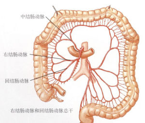 奈特解剖图谱大肠的血管