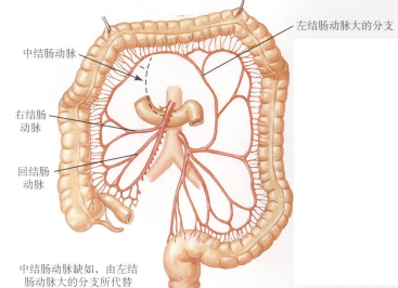 动脉的变异(右结肠动脉和中结肠动脉总干)结肠动脉的变异大肠的动脉