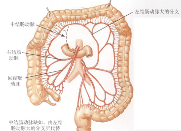 (右结肠动脉和回结肠动脉总干)结肠动脉的变异(右结肠动脉和中结肠