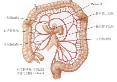 结肠动脉的变异(中结肠动脉与左结肠动脉之间的rionlan弓)大肠的静脉