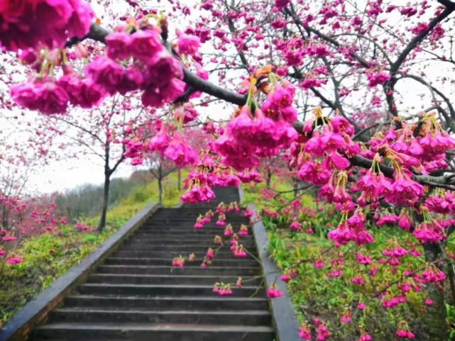 泸州樱花谷早樱已盛开,￥29.9抢特价门票,多张实景图