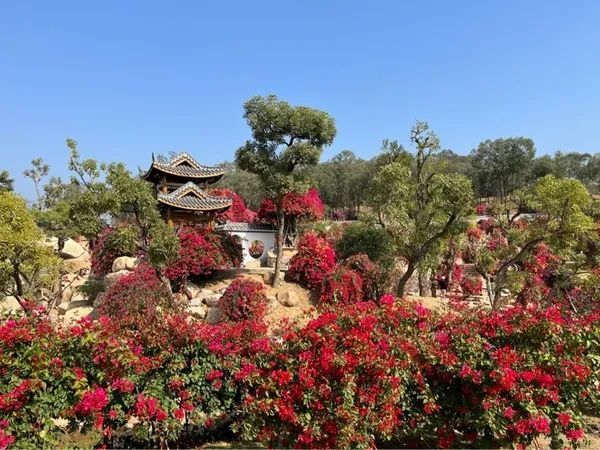 元旦假期刷爆朋友圈马岭观花植物园的三角梅马岭观花植物园