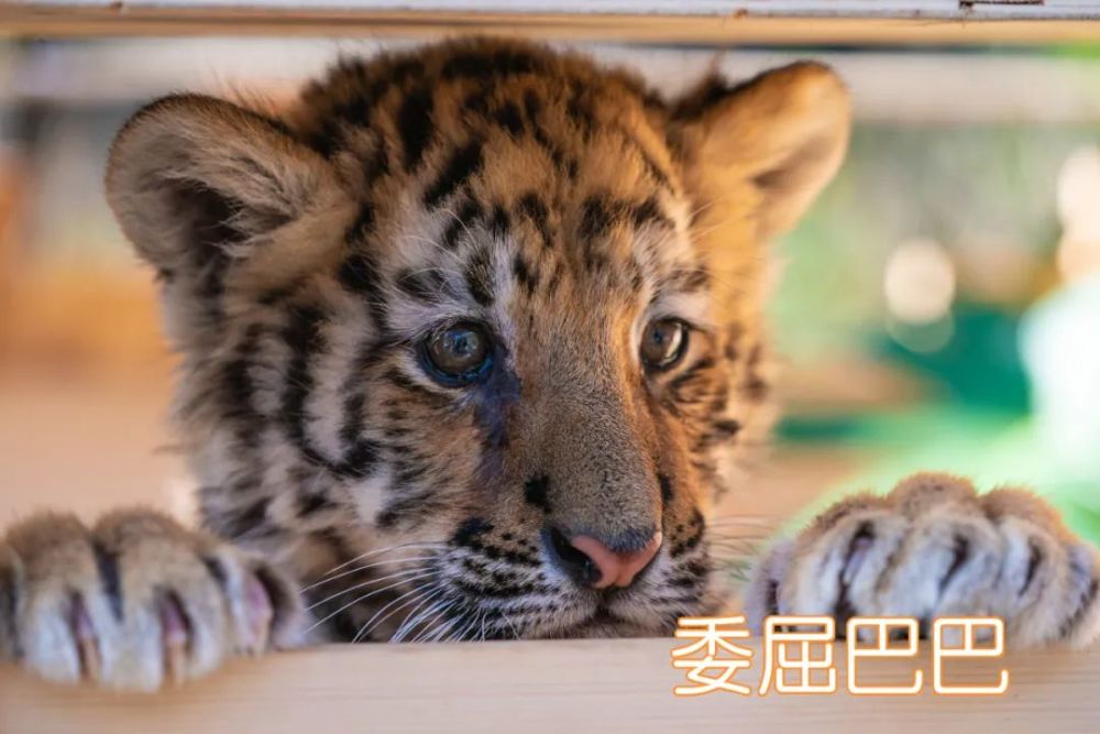 云南这组萌虎表情包快转发收藏