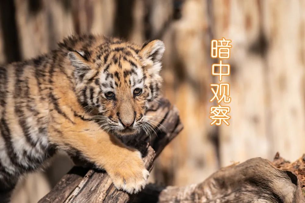 云南这组萌虎表情包快转发收藏