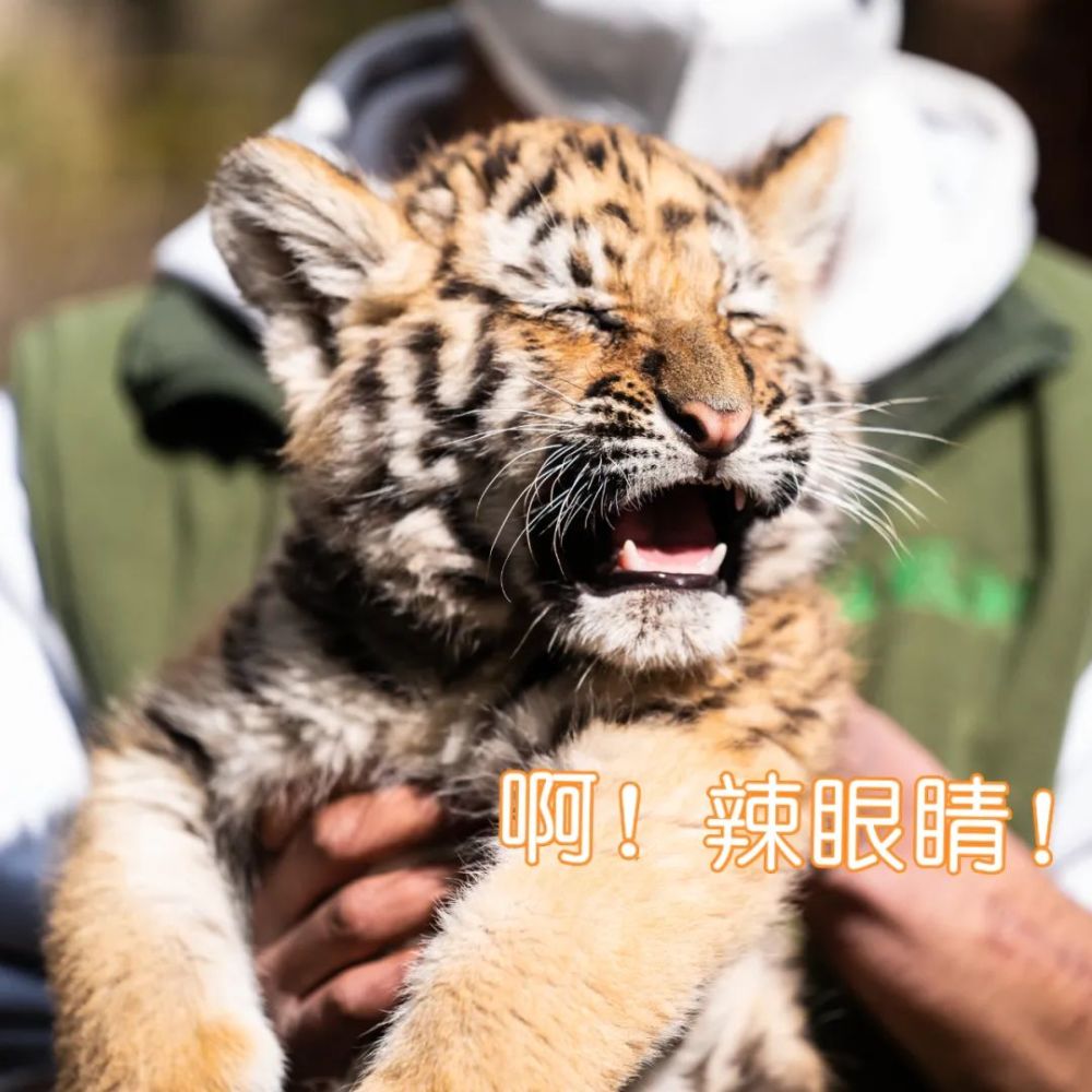 云南这组萌虎表情包快转发收藏