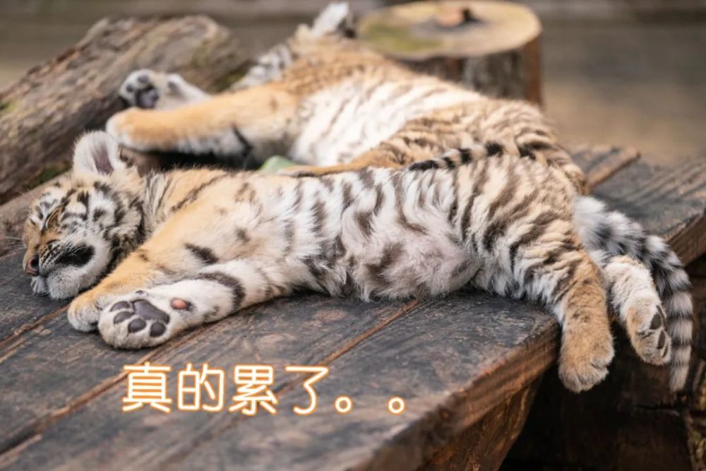 云南这组萌虎表情包快转发收藏