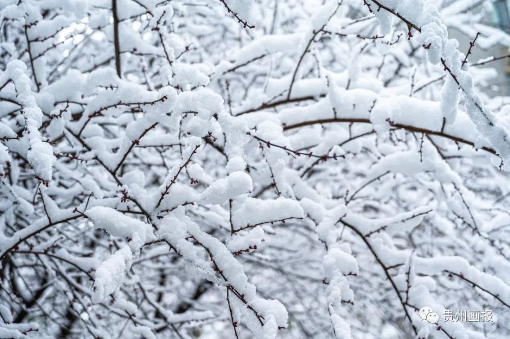 瑞雪兆丰年丨贵州画报祝大家虎年大吉虎虎生威