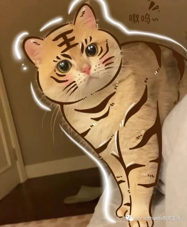【照猫画虎】谁还不是个小脑斧啦?～文末尾福利