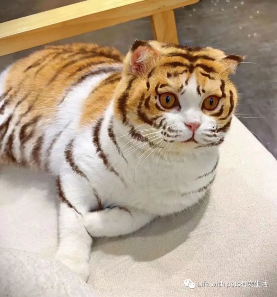 照猫画虎谁还不是个小脑斧啦文末尾福利