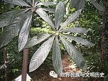 【地球生物全系列——植物篇】樟科—樟亚科(五):檫木