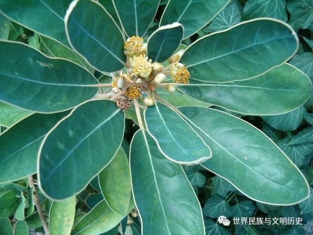 (1)形态特征落叶或常绿,乔木或灌木.叶互生,很少对生或轮生,羽状脉.