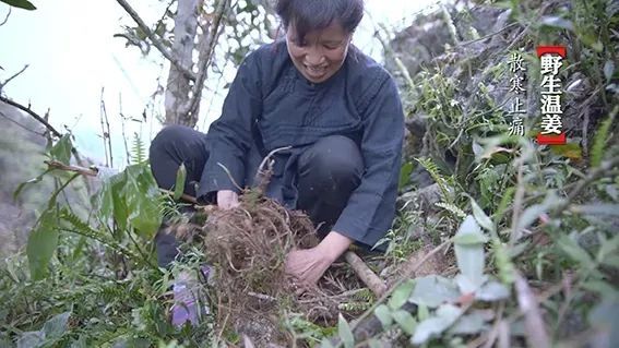 源自于"神农氏后花园"的广西十万大山,国家最大规模的天然中草药宝库