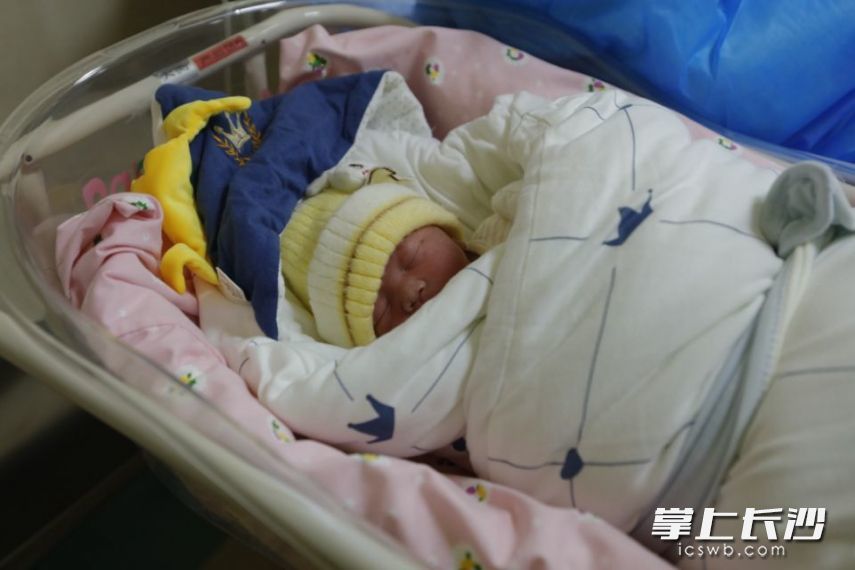 新年添喜气虎宝宝来报到