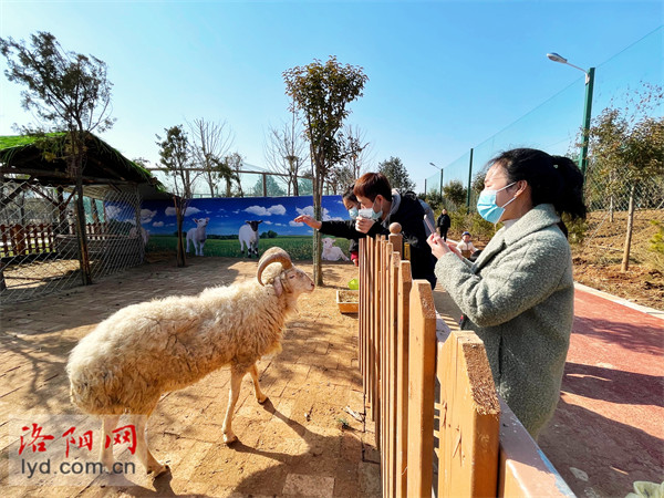 观老虎赏天鹅正月初一伊河湿地游园人气旺