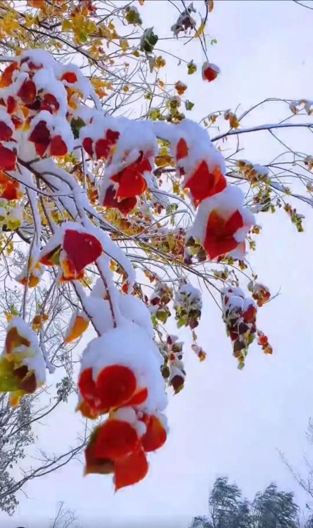 瑞雪兆丰年|虎年盐源第一场雪掠影