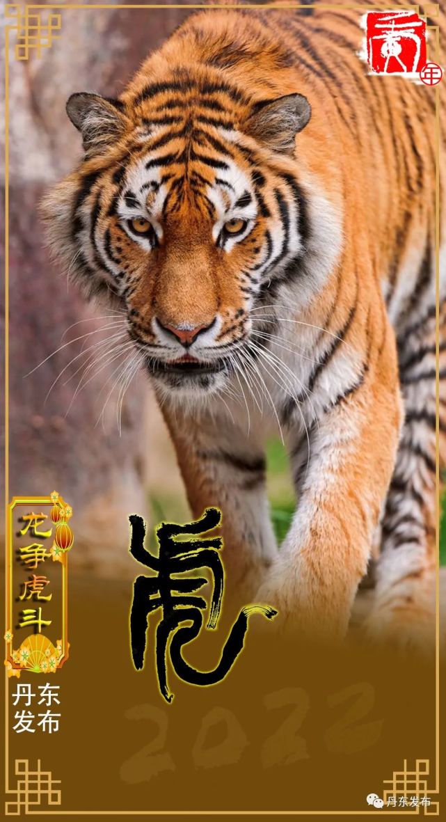 【新年】虎威!虎萌!