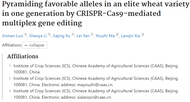 pyramiding favorable alleles in an elite wheat