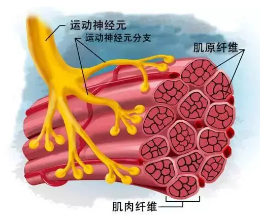 94此,他们全部证明了 elliot 提出的运动神经末梢与自主神经节的