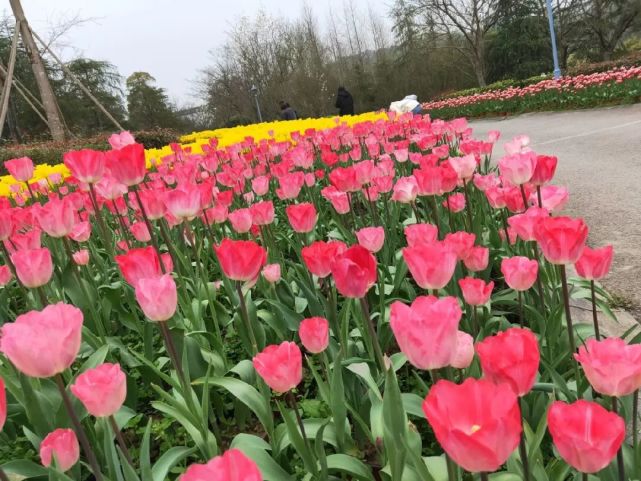 重庆这些赏花圣地别错过!早樱,梅花,郁金花,山茶都有!