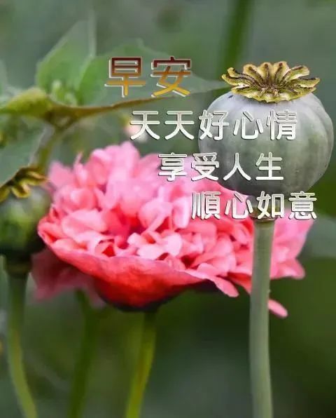 大年初三群发朋友圈必备的精美早上好祝福图片,虎年祝