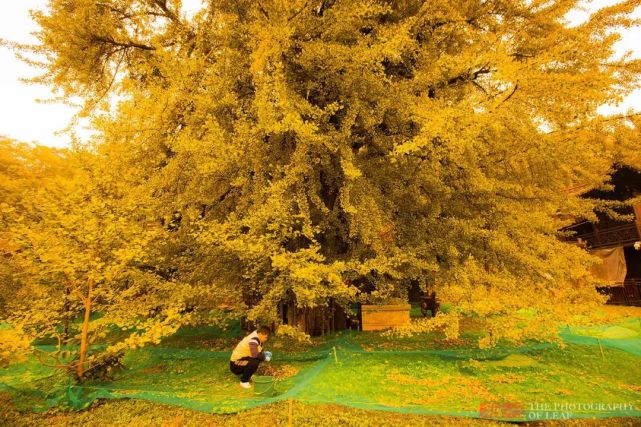 老银杏树2021年11月27日蛰根五丈远尘埃,片岩千磨化土埋.