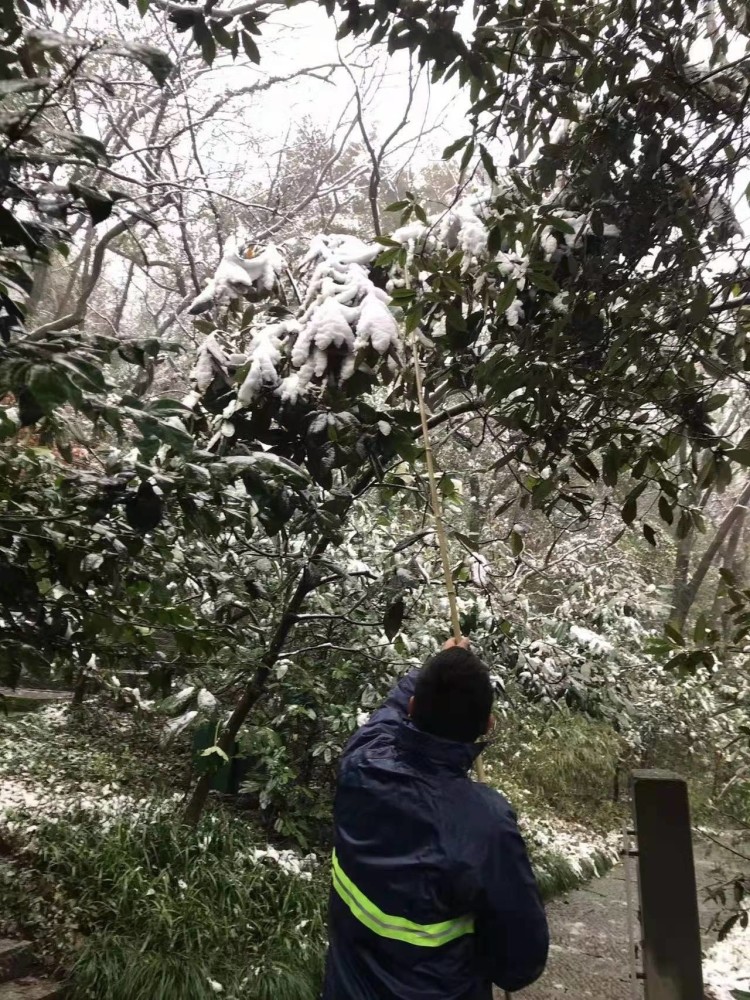 保安工作人员45人次参与抗雪,清理桂花,灌木积雪120余株,古树名木防冻